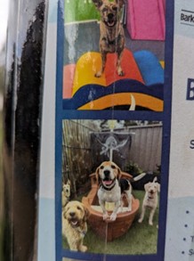 Dog Ship