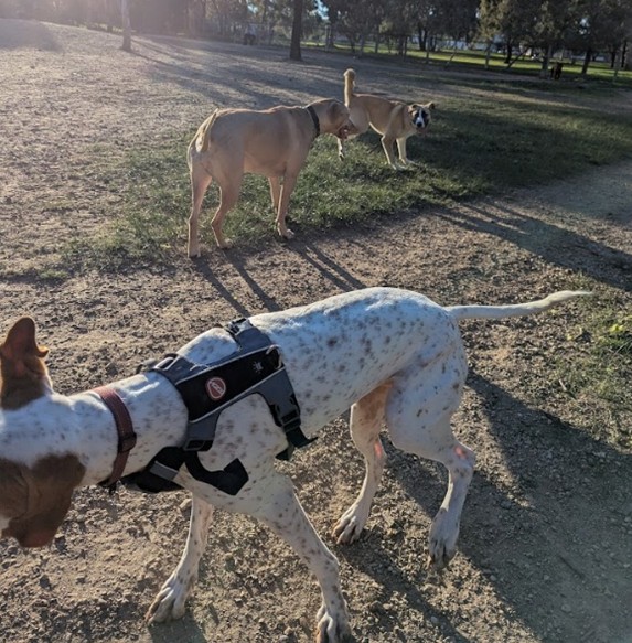 Dog Park